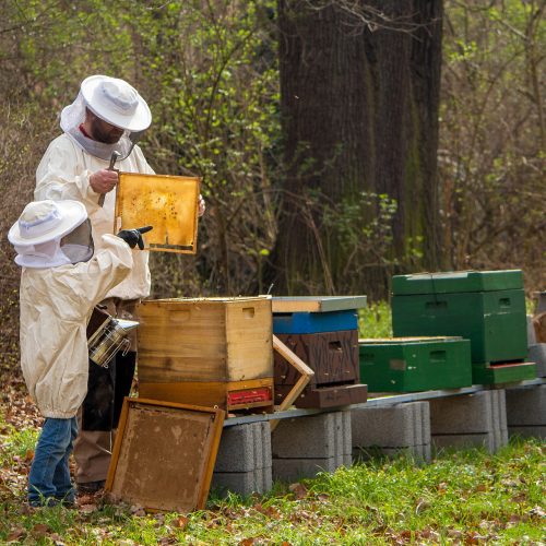 beekeeper-g6fc230040_1920