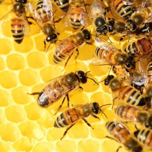 Happy Bees Make Lovely Honey