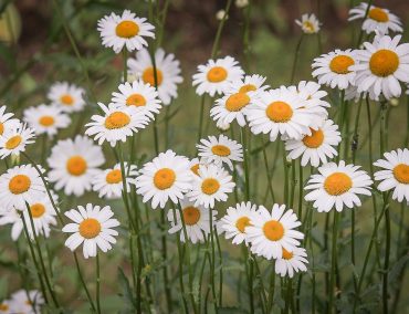 daisies-g50f7432d9_1920