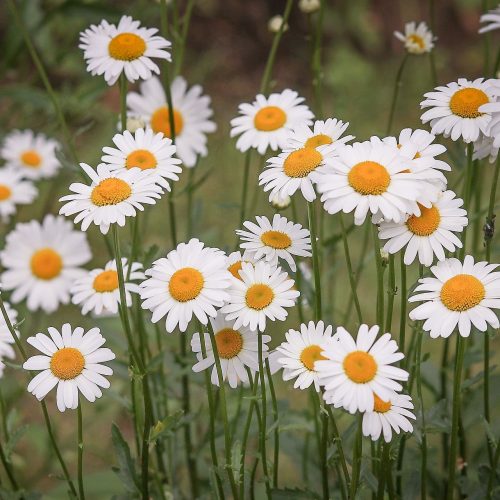 daisies-g50f7432d9_1920