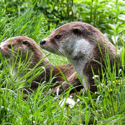 Otters